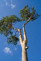 Scots Pine tree with birdbox ( Pinus sylvestris )