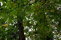 Horse Chesnut tree ( Aesculus hippocasteanum ) foliage