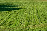 Mown lawn with grass clippings