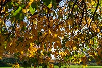 Horse Chesnut tree ( Aesculus hippocasteanum ) foliage, autumn