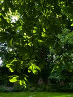 Horse Chestnut ( Aesculus hippocastanum  ) foliage in summer sun