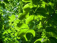 Horse Chestnut ( Aesculus hippocastanum  ) foliage in summer sun