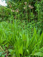 Ribwort Plantain ( Plantago lanceolata )