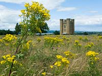 The folly on the Berkeley Estate, Gloucestershire, in a field of Ragwort