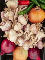 Vegetable exhibits at autumn vegetable show, allotments