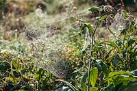 autumnal cobwebs in allotment