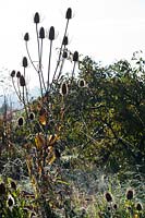 autumnal cobwebs in allotment, teasels at edge of plot