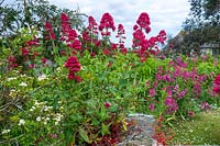 Valeriana officianalis ( Cat's Valerian )