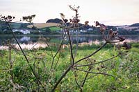 Wildflowers around Slapton Ley, Torcross, Devon.