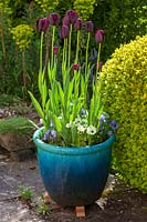 Tulipa 'Queen of the Night' in containers