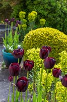 Tulipa 'Queen of the Night' in containers