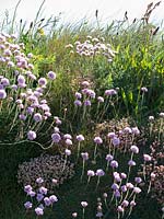 Sea Pink or Thrift on grassy banks in Cornwall