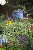 Blue painted shed with mixed garden flowers on allotment