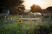 Evening on the allotment in late summer