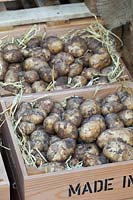 Harvested potatoes with muddy skins