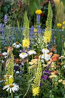Hampton Court Flower Show 2014, the 'Space to Connect and Grow' Garden, des. Jeni Cairns. Summer border with Eremurus stenophyllus, Agastache 'Blackadder', Achillea 'Terracotta'
