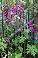 Hampton Court Flower Show 2014, the Forgotten Folly Garden, des. Horticolous Design. Natural overgrown garden, wildlife friendly and filled with native flowers