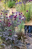 Hampton Court Flower Show 2014, the One Show Garden, des. Alexandra Noble. Allium sphaerocephalon, Actaea simplex 'James Compton' and Pennisetum setaceum 'Rubrum' planted around square pond
