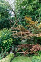 Jackie Healy's garden near Chepstow. Early autumn garden. Acer 'Bloodgood' in woodland garden