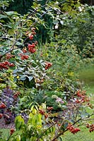 Jackie Healy's garden near Chepstow. Early autumn garden. Rosa glauca  hips in autumnal garden