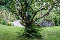 Jackie Healy's garden near Chepstow. Early autumn garden. Ancient apple tree with ferns at base