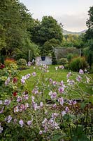 Jackie Healy's garden near Chepstow. Early autumn garden. Anemone x hupehensis in mixed autumn borders