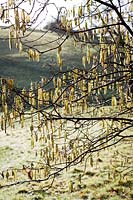 Hanham Court Gradens, Bristol. Hazel catkins in early spring