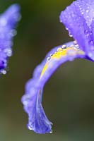 Dutch Iris flower covered in dew drops