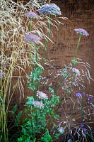 Hampton Court Flower Show, 2017. Brownfield Metamorphosis Garden, des. Martyn Wilson. Daucus carota and Knautia Macedonica 'Mars Midget' against a rusted metal wall