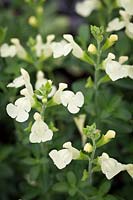 Salvia greggii 'Sungold'