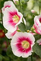 Alcea 'Halo Blush'