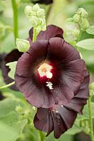 Alcea rosea 'Black Knight'