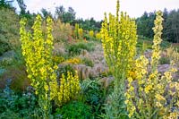 Lady Farm, Somerset, UK. ( Judy Pearce and Mary Payne ) summer, large prairie style garden with grasses and Verbascum olympicum in informal drifts