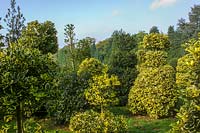 Highfield Hollies, Hants, UK. ( Mrs Louise Bendall ) Garden and nursery specialising in the breeding and sale of Holly