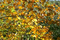 Horner Woods, The Holnicote Estate, Exmoor, Devon, UK ( N.T ) autumnal beech leaves