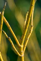 Cornus stolonifera 'Flaviramea'