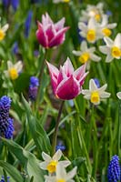 Mixed spring bulbs, Tulipa clusiana, Muscari and Narcissus