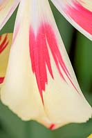 Tulipa 'Linda De Mol'