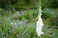 Hill Lodge Garden, Batheaston, Somerset. UK.( Fremantle ) White Foxglove at edge of informal self seeded annual garden