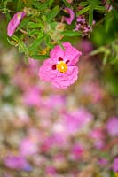 Hodges Barn, Gloucestershire, UK ( Hornby ) Cistus purpurea, pink flower