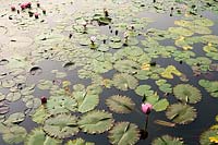 Isola Bella, Lake Maggiore, Piedmont ( Piemonte ) Italy. Lily ponds with lily pads