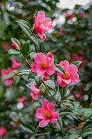 Camellia 'St Ewe'