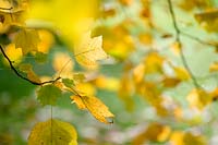 Liriodendron tulipifera ( Tulip Tree ) in autumn