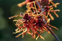 Hamamelis 'Aphrodite'