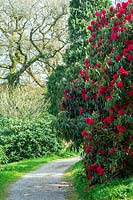 Rhododendron 'Cornish Red' on corner of path, Cornwall