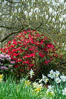 Spring in a Cornish garden, with daffodils, Rhododendron and Magnolia