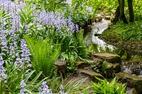 Keukenhof Gardens in spring.  Colourful spring border beside stream with Spanish Bluebells