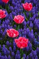 Keukenhof Gardens in spring.  Colourful spring border with Tulipa 'Foxtrot' and Muscari armeniacum