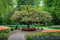 Keukenhof Gardens in spring.  Colourful spring borders around Cherry tree in blossom