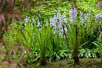 Hyacinthoides hispanica  ( Spanish Bluebells )